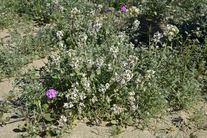 Spectaclepod is a native annual preferring sandy soil often along streams and dry washes. Spectaclepod grows at elevations from 1,000 to 6,500 in the southwestern United States. Dimorphocarpa wislizeni